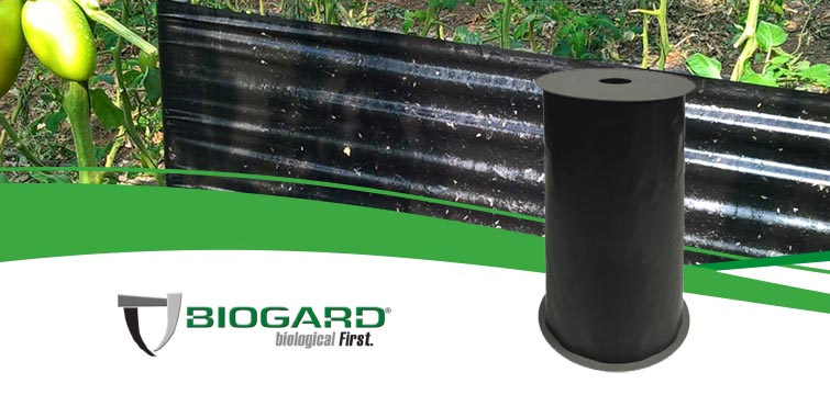 biogard DE - Novità Roll Black, rotolo adesivo di colore nero per il monitoraggio e la cattura massale di Tuta absoluta.