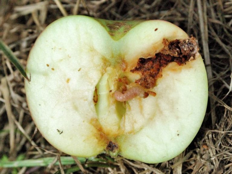 biogard DE - Linea Biogard® contro la carpocapsa