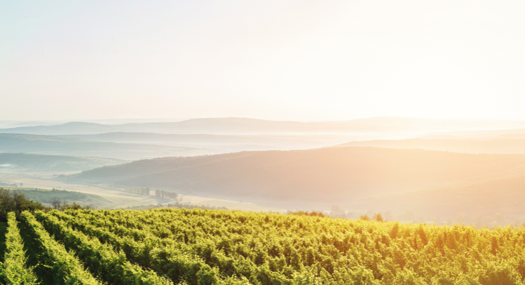 biogard DE - Tignole della vite, la soluzione dalla confusione sessuale Biogard