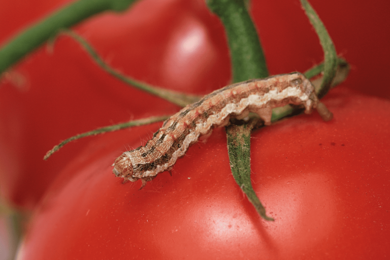 biogard DE - Littovir® ed Helicovex®