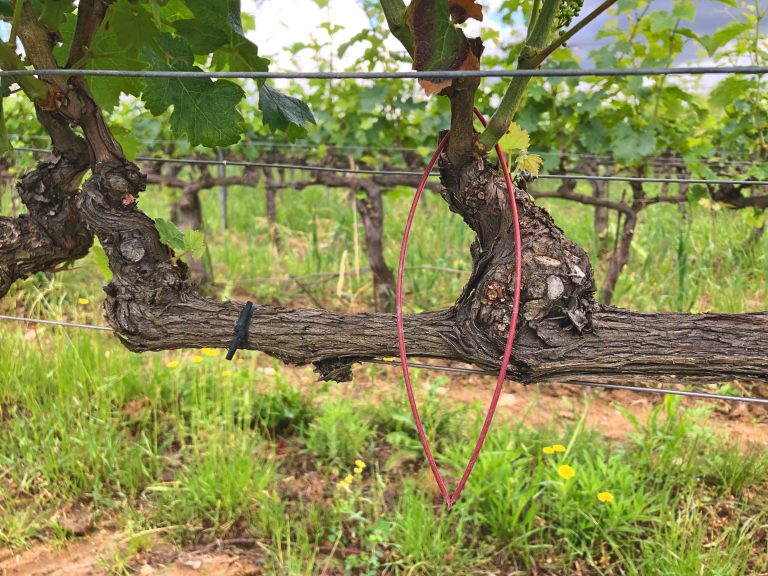 biogard DE - Die sexuelle Verwirrung von BIOGARD®