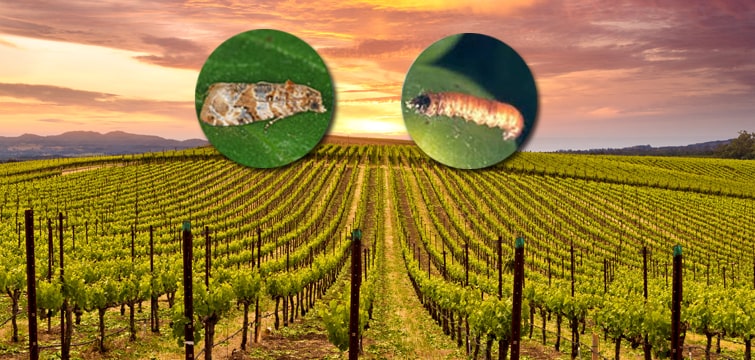 biogard DE - Linea Biogard® contro i fitofagi della vite.