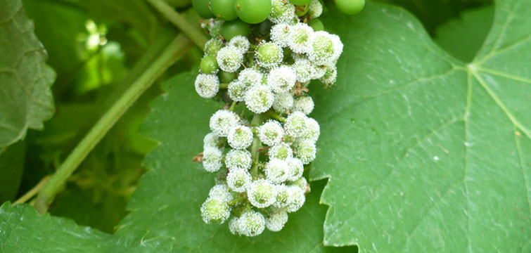 biogard DE - Linea Biogard® per il controllo delle crittogame della vite