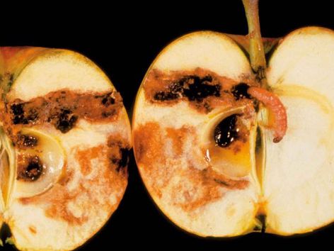 biogard DE - Confusione e virus, per la carpocapsa non c’è scampo