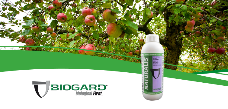 biogard DE - Naturalis®, ein Mittel zur Bekämpfung der Wolligen Blattlaus