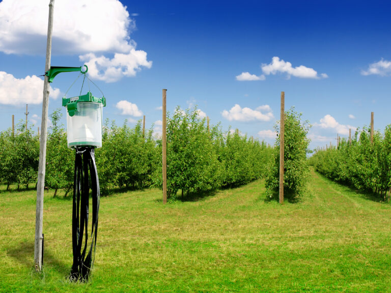 biogard DE - Shindo-Falle, Vibrationen und Pheromone für die asiatische Wanze